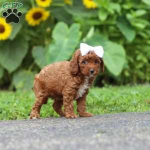 Dolly, Miniature Poodle Puppy